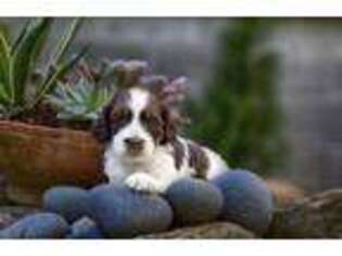 English Springer Spaniel Puppy for sale in London, KY, USA