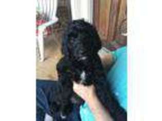 Labradoodle Puppy for sale in Brentwood, TN, USA