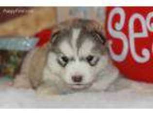 Alaskan Malamute Puppy for sale in Ava, MO, USA