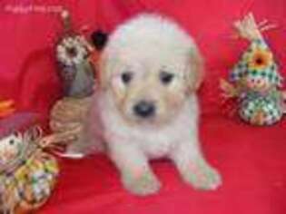 Labradoodle Puppy for sale in Dayton, TN, USA