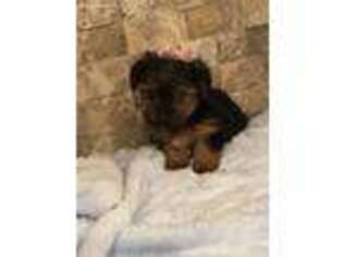 Yorkshire Terrier Puppy for sale in Grand Junction, CO, USA