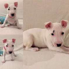 Bull Terrier Puppy for sale in Irvine, CA, USA