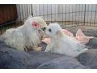 Maltese Puppy for sale in Branson, MO, USA
