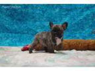 French Bulldog Puppy for sale in Godley, TX, USA