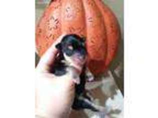 Mutt Puppy for sale in Greeneville, TN, USA