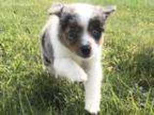 Miniature Australian Shepherd Puppy for sale in Pep, NM, USA