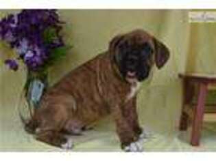 Boxer Puppy for sale in Columbus, OH, USA