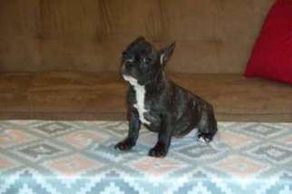 French Bulldog Puppy for sale in Vernon Hill, VA, USA