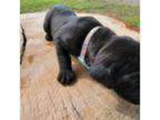 Cane Corso Puppy for sale in Bunch, OK, USA