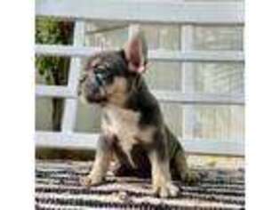French Bulldog Puppy for sale in Waianae, HI, USA