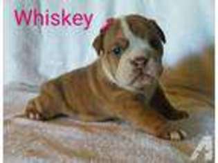 Bulldog Puppy for sale in MACKS CREEK, MO, USA