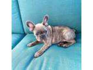 French Bulldog Puppy for sale in Fargo, ND, USA