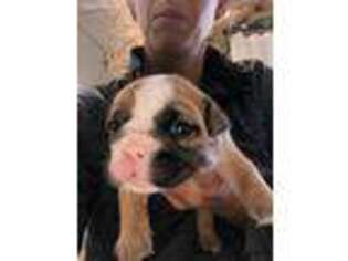 Bulldog Puppy for sale in Webster, IA, USA
