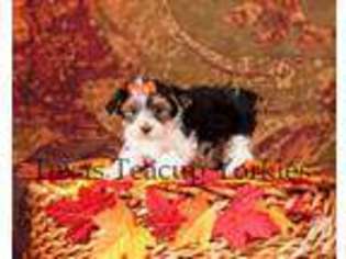Yorkshire Terrier Puppy for sale in PORT LAVACA, TX, USA