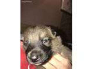 Mutt Puppy for sale in Medford, NY, USA