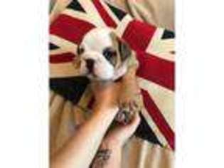 Bulldog Puppy for sale in Llangan, South Glamorgan (Wales), United Kingdom