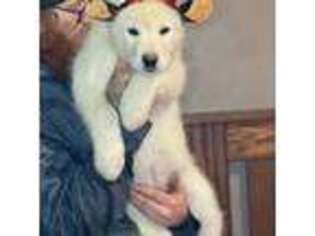 Alaskan Malamute Puppy for sale in Rensselaer, IN, USA