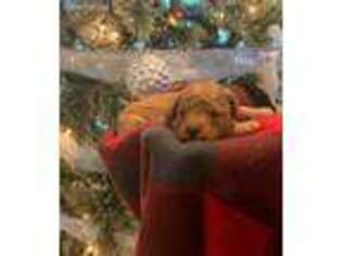 Goldendoodle Puppy for sale in Sicklerville, NJ, USA