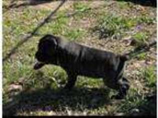 Cane Corso Puppy for sale in Tomball, TX, USA