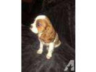Cavalier King Charles Spaniel Puppy for sale in ALEXANDRIA, VA, USA