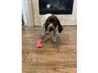 German Shorthaired Pointer Puppy for sale in Spring, TX, USA