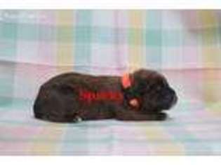 Boxer Puppy for sale in Chester, VA, USA