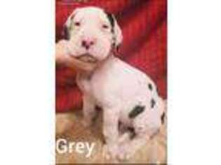 Great Dane Puppy for sale in Ryan, OK, USA