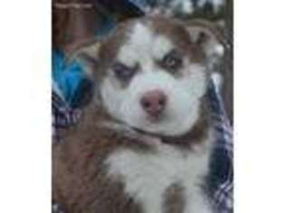 Siberian Husky Puppy for sale in Elko, NV, USA