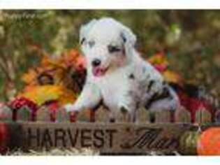 Miniature Australian Shepherd Puppy for sale in Spicewood, TX, USA