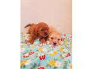 Cavapoo Puppy for sale in Westminster, CO, USA