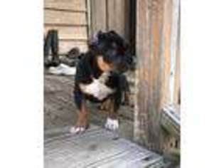 Mutt Puppy for sale in Erwin, NC, USA