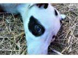Greyhound Puppy for sale in Colorado Springs, CO, USA