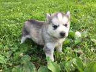 Siberian Husky Puppy for sale in Camdenton, MO, USA