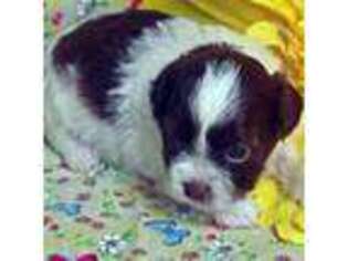 Shih-Poo Puppy for sale in Medina, OH, USA