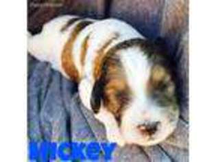 Mutt Puppy for sale in Walker, IA, USA