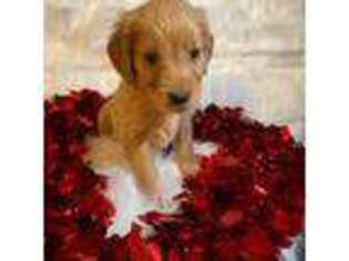 Golden Retriever Puppy for sale in East Bend, NC, USA