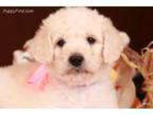 Goldendoodle Puppy for sale in Norman, OK, USA