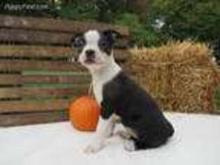 Boston Terrier Puppy for sale in Myerstown, PA, USA