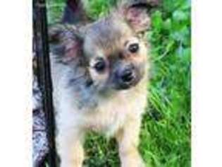 Chihuahua Puppy for sale in Elkhart Lake, WI, USA