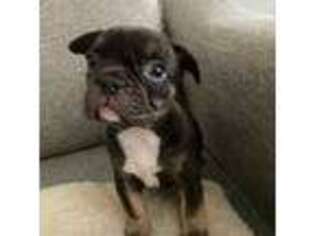 French Bulldog Puppy for sale in Kerman, CA, USA