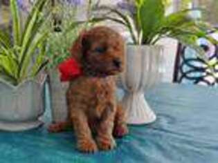Goldendoodle Puppy for sale in Punta Gorda, FL, USA