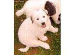 Great Pyrenees Puppy for sale in Kerhonkson, NY, USA