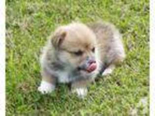 Pembroke Welsh Corgi Puppy for sale in HINCKLEY, MN, USA
