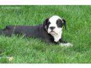 Olde English Bulldogge Puppy for sale in Goshen, IN, USA