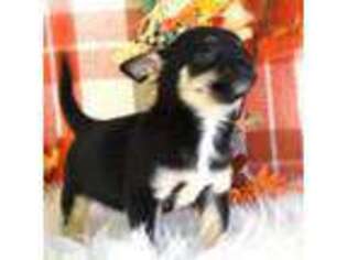 Chihuahua Puppy for sale in Cleveland, GA, USA