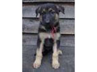German Shepherd Dog Puppy for sale in Itasca, IL, USA