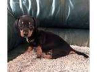 Dachshund Puppy for sale in Iredell, TX, USA