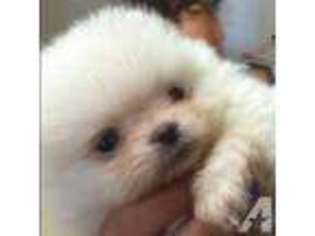 Pomeranian Puppy for sale in BAYVILLE, NJ, USA