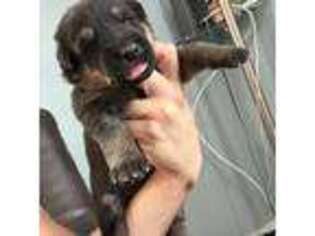 German Shepherd Dog Puppy for sale in Stoneham, MA, USA