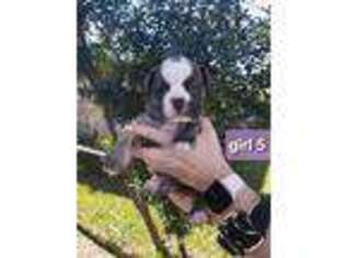 Olde English Bulldogge Puppy for sale in San Antonio, TX, USA